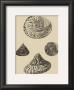 Shells On Khaki Viii by Denis Diderot Limited Edition Pricing Art Print