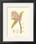 Orchid Plenty Iii by Samuel Curtis Limited Edition Print