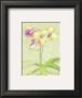 Eastern Florals Iv by Cheri Blum Limited Edition Print