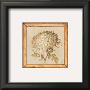 Chrysanthemum Floret by Lauren Hamilton Limited Edition Print