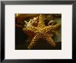 Starfish I by Philip Clayton-Thompson Limited Edition Pricing Art Print