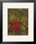 Tropical Foliage I by Linda Amundsen Limited Edition Print