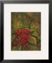 Tropical Foliage I by Linda Amundsen Limited Edition Pricing Art Print