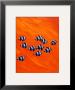 Ten Black-Tailed Humbugs by Keith Siddle Limited Edition Print