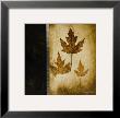 Maple Leaves Iii by Kimberly Poloson Limited Edition Pricing Art Print