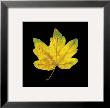 Yellow Maple by June Hunter Limited Edition Pricing Art Print