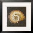 Seashell I by Patricia Quintero-Pinto Limited Edition Print