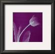 Silver Tulip by Steven N. Meyers Limited Edition Pricing Art Print