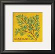 Rosemary by Kate Mcrostie Limited Edition Print