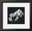 Orchid Illusion I by Katja Marzahn Limited Edition Pricing Art Print