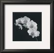 Orchid Illusion Ii by Katja Marzahn Limited Edition Print