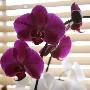 Purple Orchids I by Nicole Katano Limited Edition Print