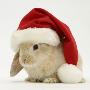 Rabbit Wearing A Father Christmas Hat by Jane Burton Limited Edition Print