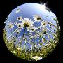 Oxeye Daisy Veiwed Through Fish-Eye Lens, Devon, Uk, June 08 by Ross Hoddinott Limited Edition Pricing Art Print