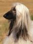 Afghan Hound Profile by Adriano Bacchella Limited Edition Print