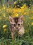 Domestic Cat, 6-Week, Abyssinian Kitten Walking In Grass With Buttercups by Jane Burton Limited Edition Print