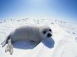 Harp Seal Pup On Ice, Magdalen Is, Canada, Atlantic by Jurgen Freund Limited Edition Print