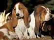 Two Bassett Hound Pups by Lynn M. Stone Limited Edition Pricing Art Print