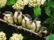 Great Tits, Five Fledgelings Perched In Row (Parus Major) Europe by Reinhard Limited Edition Print