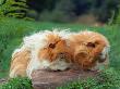 Domestic Peruvian Guinea Pigs (Cavia Porcellus) Europe by Reinhard Limited Edition Print