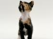 Domestic Cat, Kitten Looking Upwards by Jane Burton Limited Edition Pricing Art Print