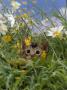 Domestic Cat, Kitten Stalking An Insect In The Long Grass by Jane Burton Limited Edition Print