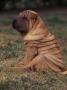 Shar Pei Puppy Sitting Down With Wrinkles On Back Clearly Visible by Adriano Bacchella Limited Edition Print