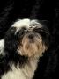 Shih Tzu With Hair Cut Short by Adriano Bacchella Limited Edition Print