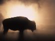 Young Bison, Getting Warmth From Steaming Geyser, Yellowstone, Usa by Pete Cairns Limited Edition Print