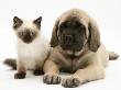 English Mastiff Puppy With Young Birman-Cross Cat by Jane Burton Limited Edition Print