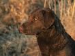 Head Profile Portrait Of Chesapeake Bay Retriever, Wisconsin, Usa by Lynn M. Stone Limited Edition Print