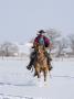 Cowboy Cantering Through Snow On Red Dun Quarter Horse Gelding, Berthoud, Colorado, Usa by Carol Walker Limited Edition Print
