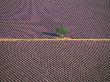 Aerial View Of Tree In Lavender Field, Baronnies, Provence, France by Jean E. Roche Limited Edition Print