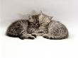 Domestic Cat, Two 7-Week Sleeping Silver Tabby Kittens by Jane Burton Limited Edition Pricing Art Print