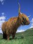 Domesticated Highland Cow, Aberfoyle, Argyll, Scotland, Uk by Niall Benvie Limited Edition Print