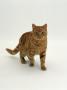 Domestic Cat, Red Tabby Male by Jane Burton Limited Edition Print