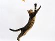 Domestic Cat, Brown Spotted Bengal Female Leaping For Toy by Jane Burton Limited Edition Print