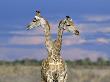 Giraffes (One Or Two?), Etosha National Park, Namibia by Tony Heald Limited Edition Print