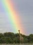 Giraffe, At End Of Rainbow, Etosha National Park, Namibia by Tony Heald Limited Edition Print