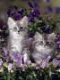 Domestic Cat, 8-Week, Two Fluffy Silver Tabby Kittens Amongst Winter-Flowering Pansies by Jane Burton Limited Edition Pricing Art Print