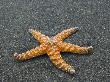 Ochre Seastar, Exposed On Beach At Low Tide, Olympic National Park, Washington, Usa by Georgette Douwma Limited Edition Print