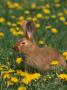 New Zealand Breed Of Domestic Rabbit, Amongst Dandelions by Lynn M. Stone Limited Edition Pricing Art Print