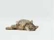 Female Domestic Tabby Cat Lying Down, Uk by Jane Burton Limited Edition Print