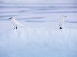 Two Ivory Gulls Camouflaged On Ice, Baffin Island, Canada by Staffan Widstrand Limited Edition Print