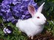 Domestic New Zealand Rabbit, Amongst Hydrangea, Usa by Lynn M. Stone Limited Edition Pricing Art Print