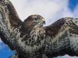 Female Common Buzzard With Wings Outstretched, Scotland by Niall Benvie Limited Edition Print