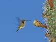 Female Antillean Mango, Feeding On Cactus Blossom, Bosque Estatal De Guanica, Puerto Rico by Rolf Nussbaumer Limited Edition Print