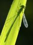 Blue-Tailed Damselfly, Silhouette On Leaf, Tamar Lake, Cornwall, Uk by Ross Hoddinott Limited Edition Pricing Art Print