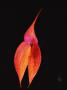 Masdevallia Orchid Flower, Machu Picchu, Peru, Sth America by Pete Oxford Limited Edition Print