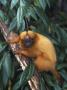 Golden Lion Tamarin by Tony Heald Limited Edition Print
